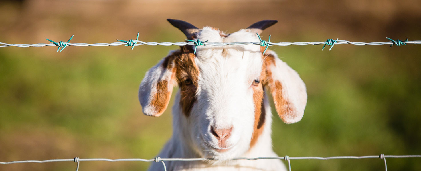 Goat at Millmoor Farm Holidays Goat at Millmoor Farm Holidays