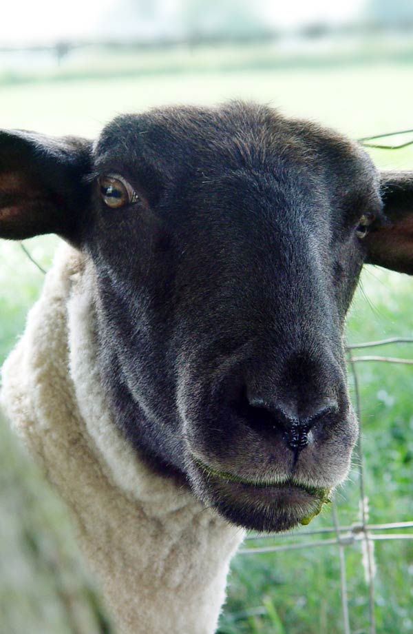 Ewe know you want to call us! Sheep at Millmoor Farm