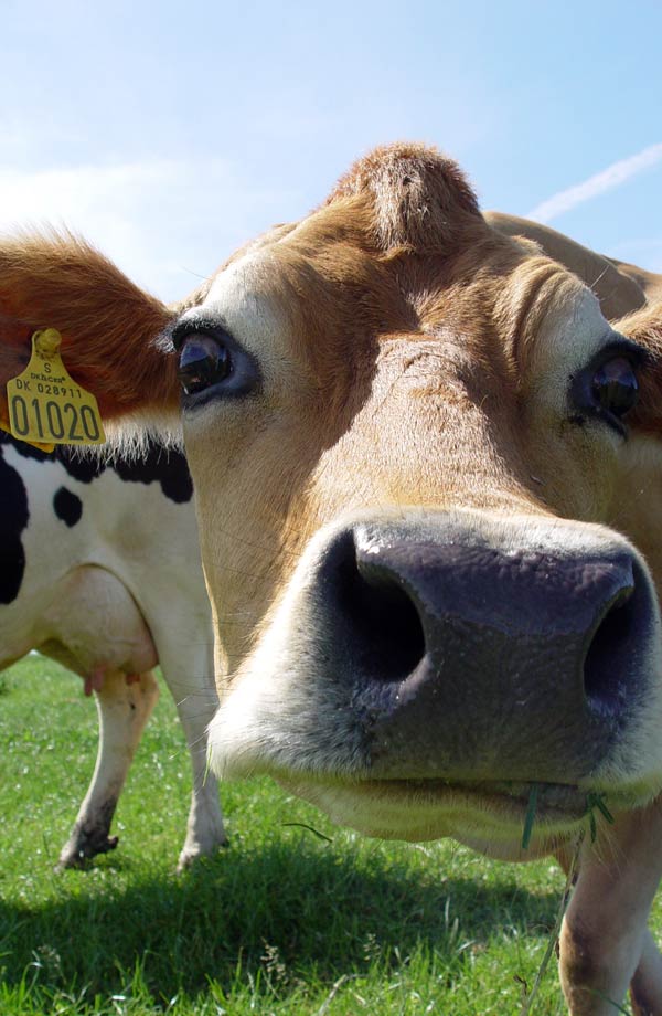 Get Moo-ving Cow at Millmoor Farm