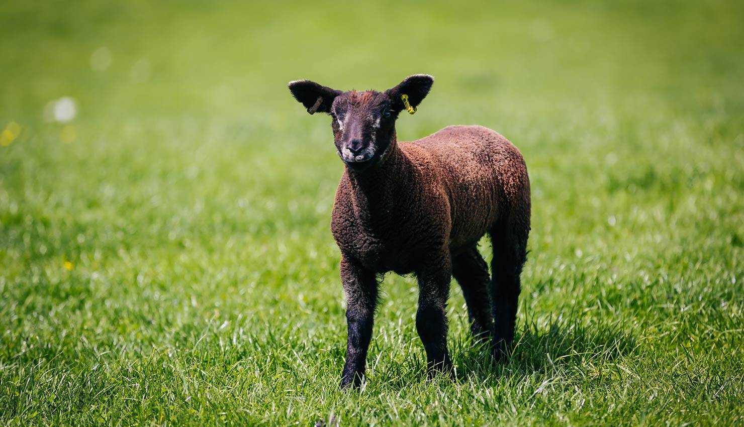 black lamb at Millmoor Farm black lamb at Millmoor Farm