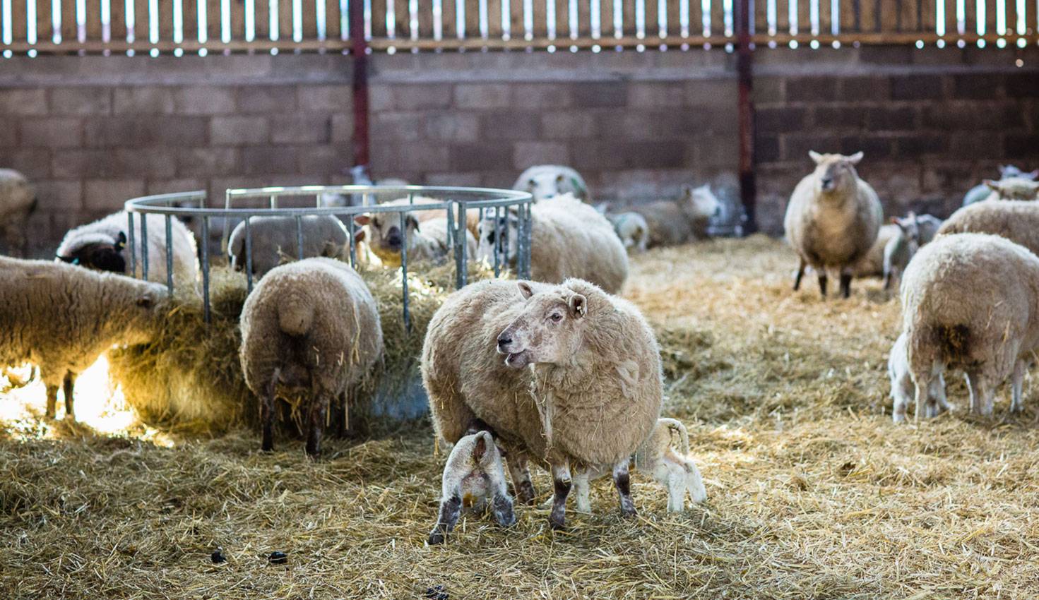 Welcome to Millmoor Farm Holidays Ewes and lambs at MIllmoor Farm